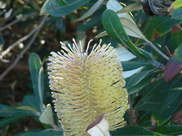 Bottlebrush for nectar